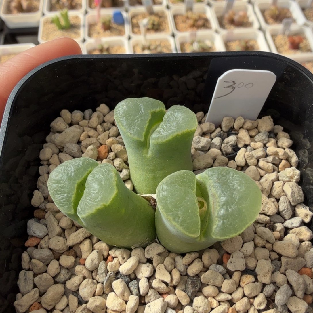 朗骨姆风铃 11-29-L23