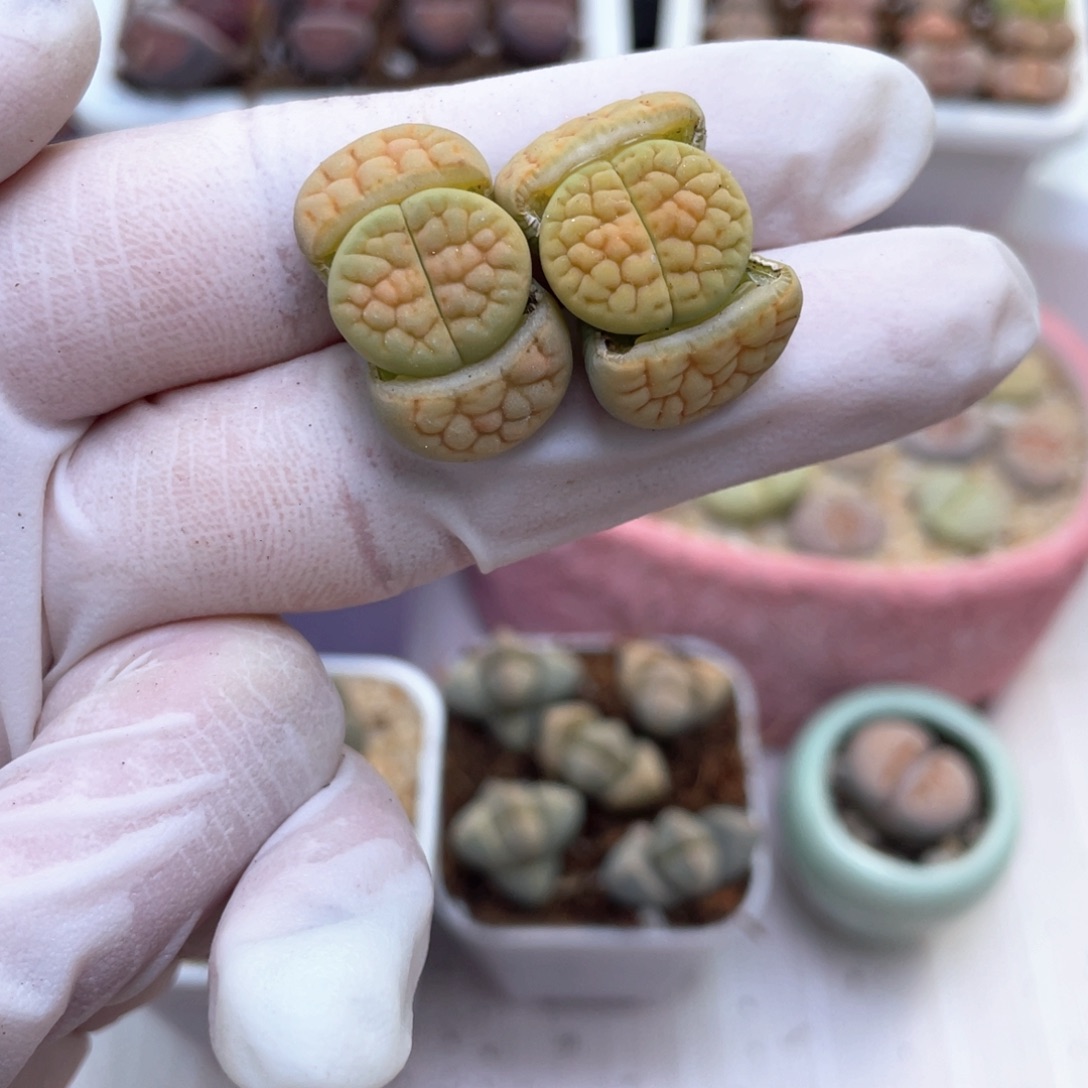 36号 黄绿富贵 8888