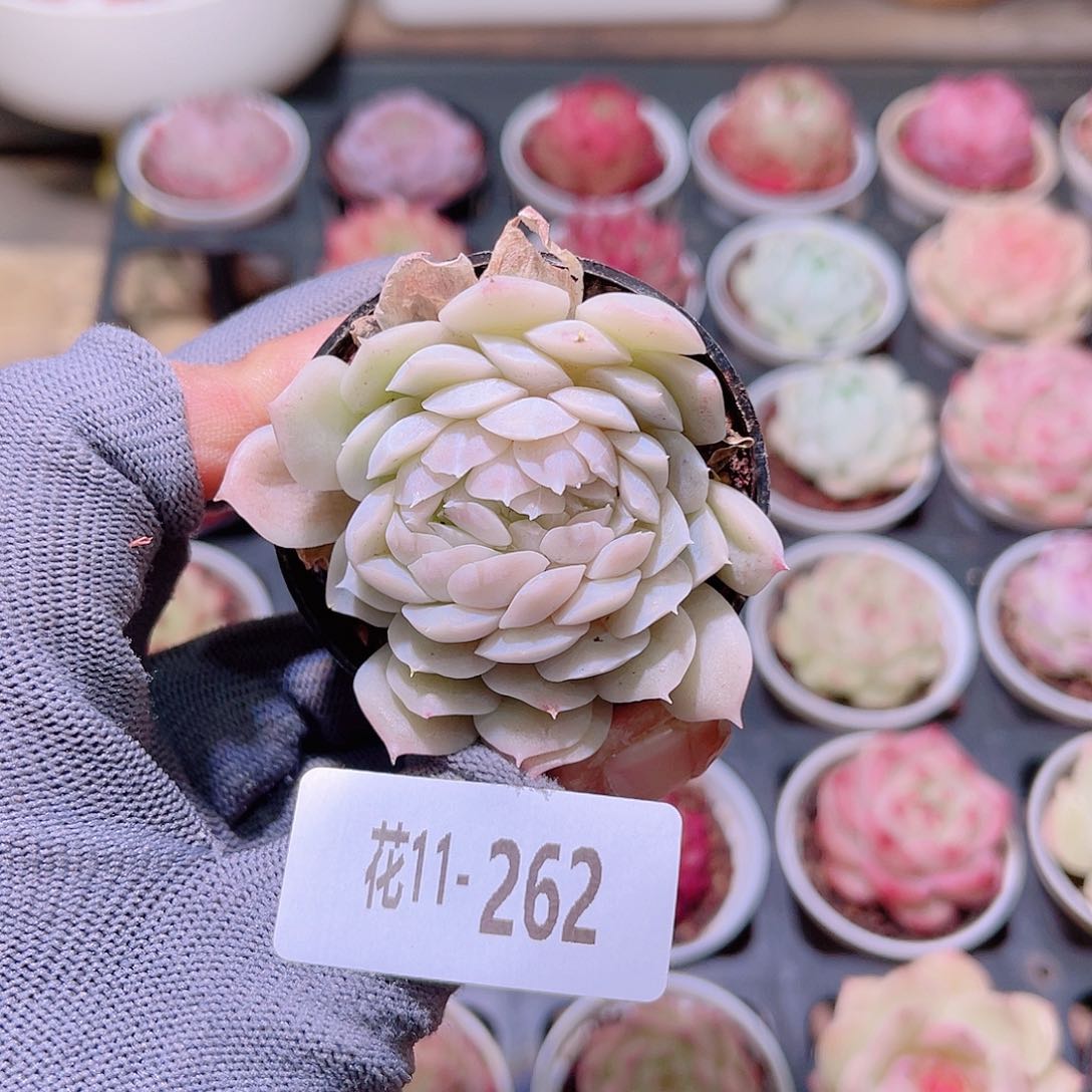 虚*。花11-262女王缀化