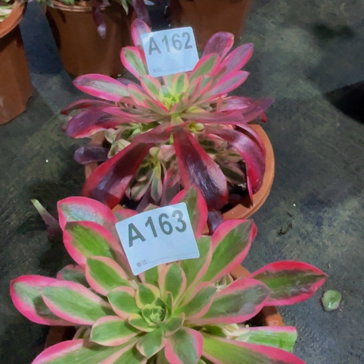 俩小苗162！153组合