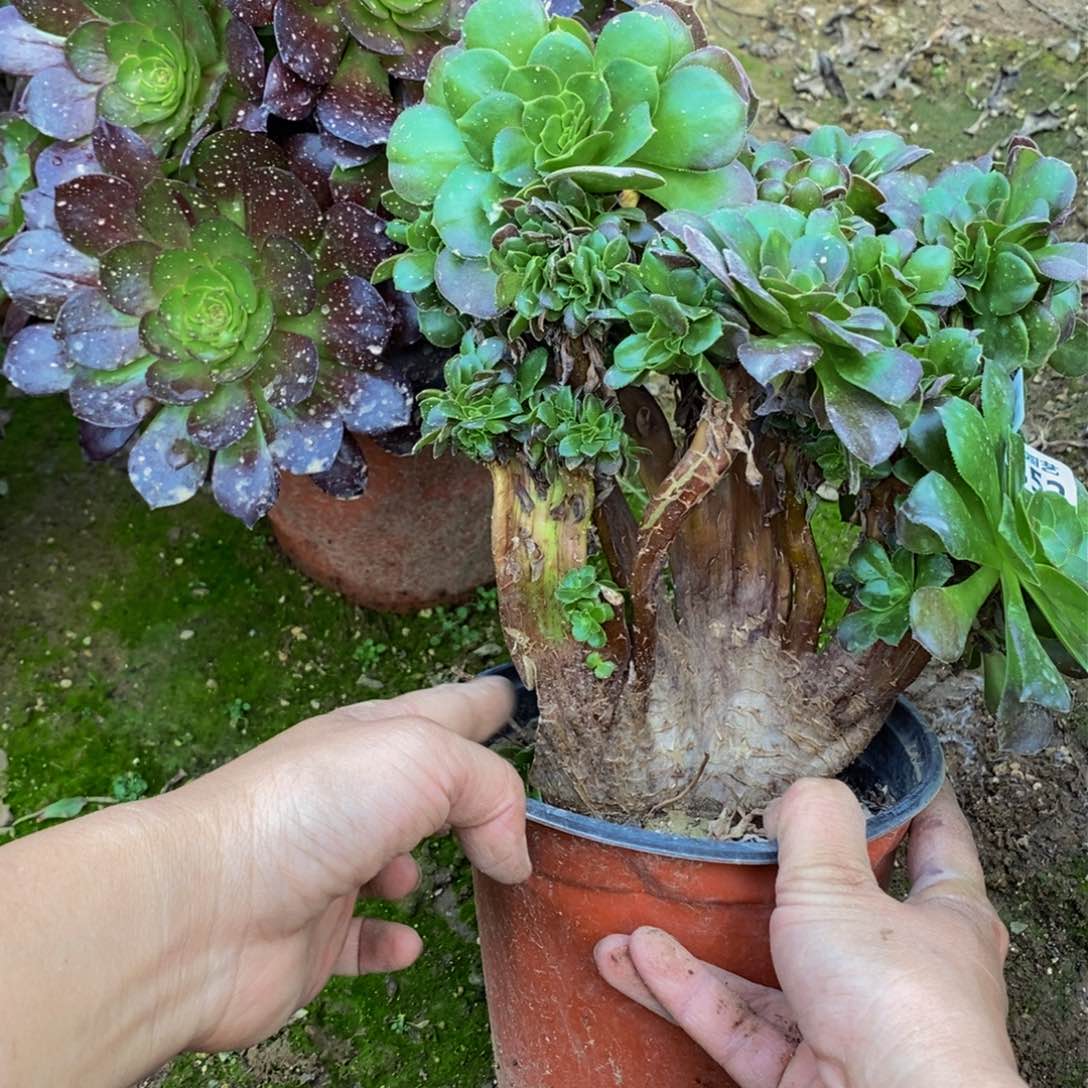 1852 号一物一拍多肉植物