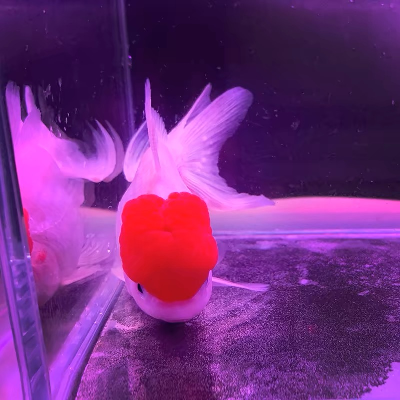 兰寿、玛丽、百褶泰狮、千展泰狮、元宝泰狮波妞冷水鱼淡水鱼渔场直发