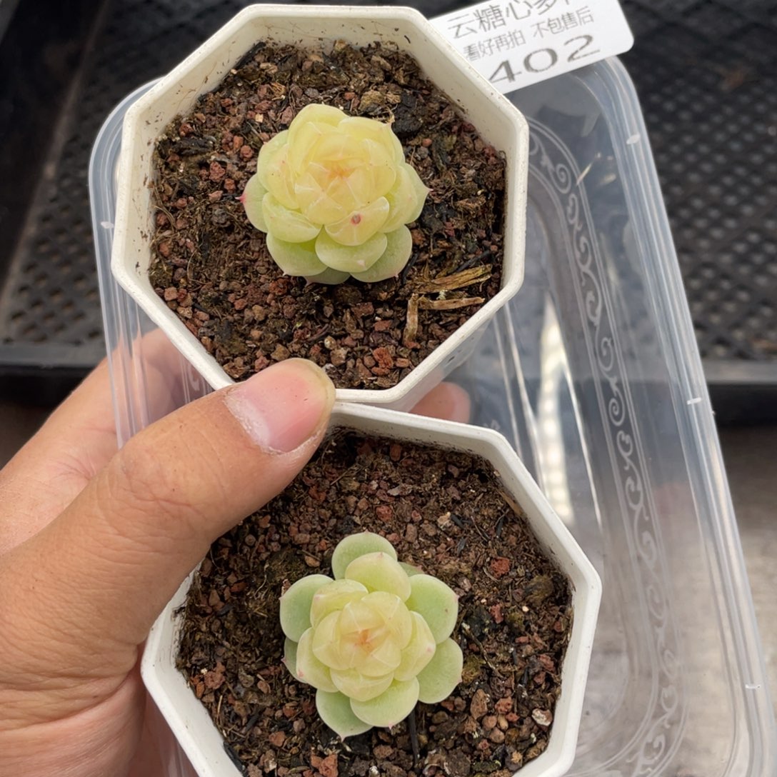 云糖心多肉植物402