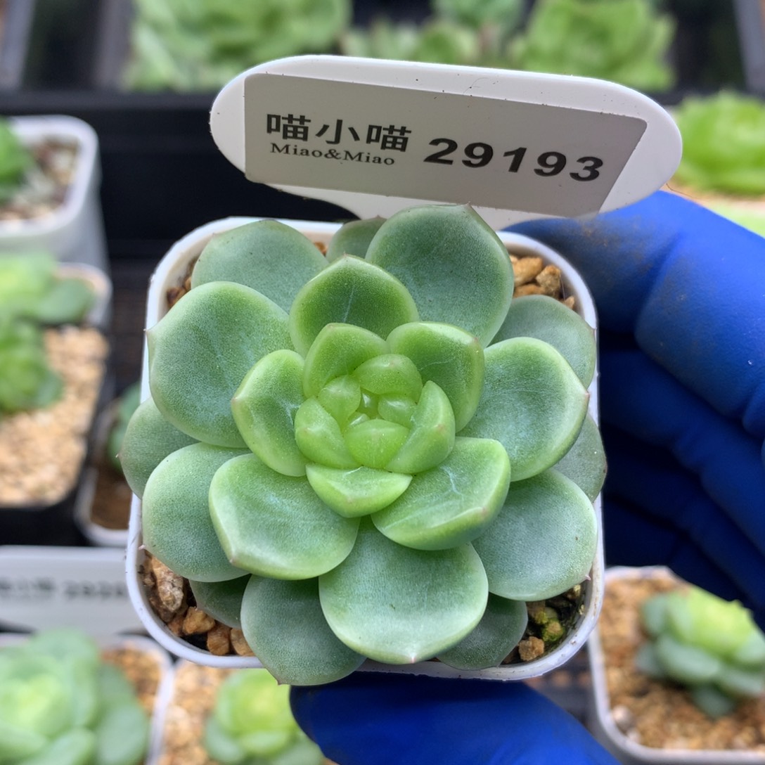 多肉植物杂交珍妮