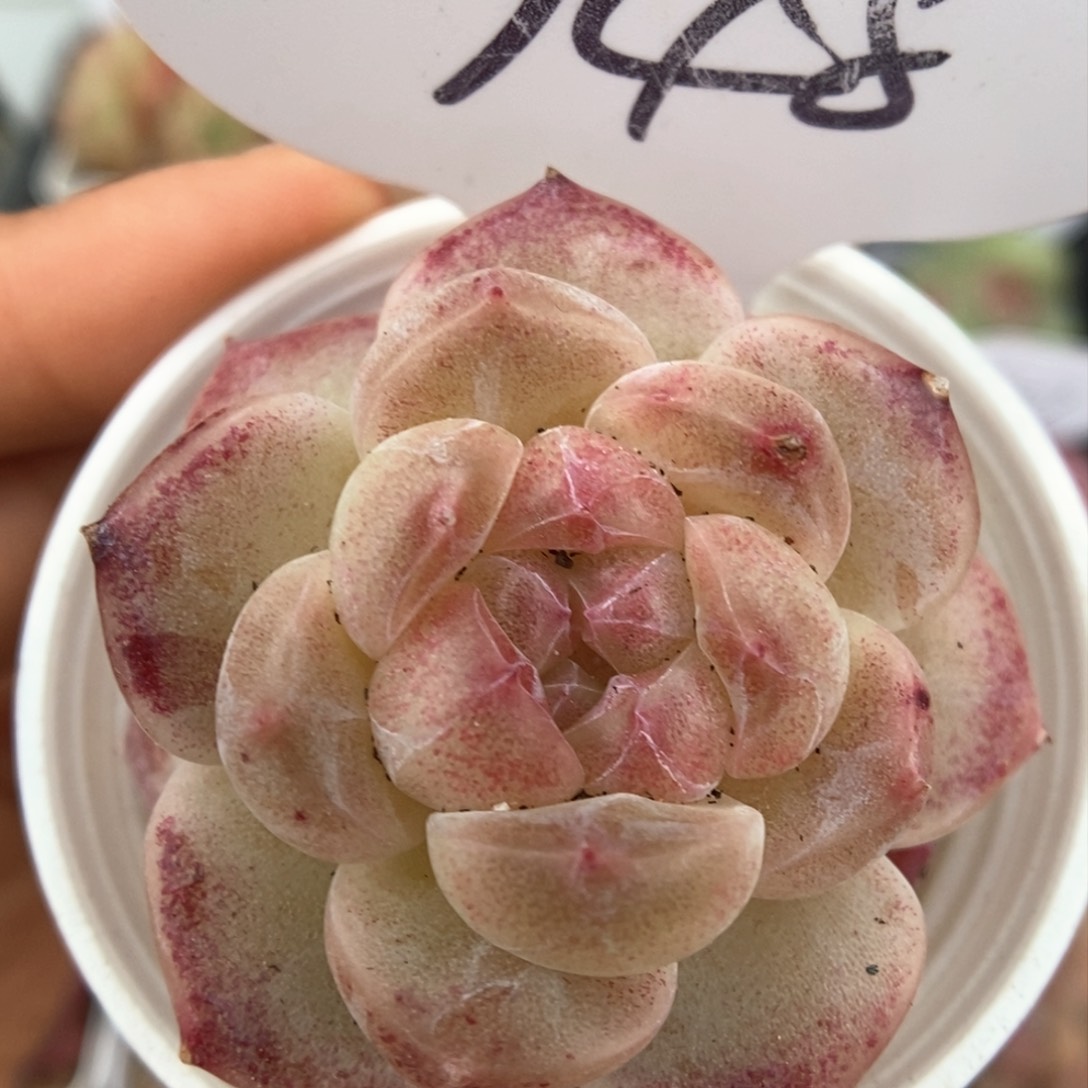 糖心珍妮可拍748号。