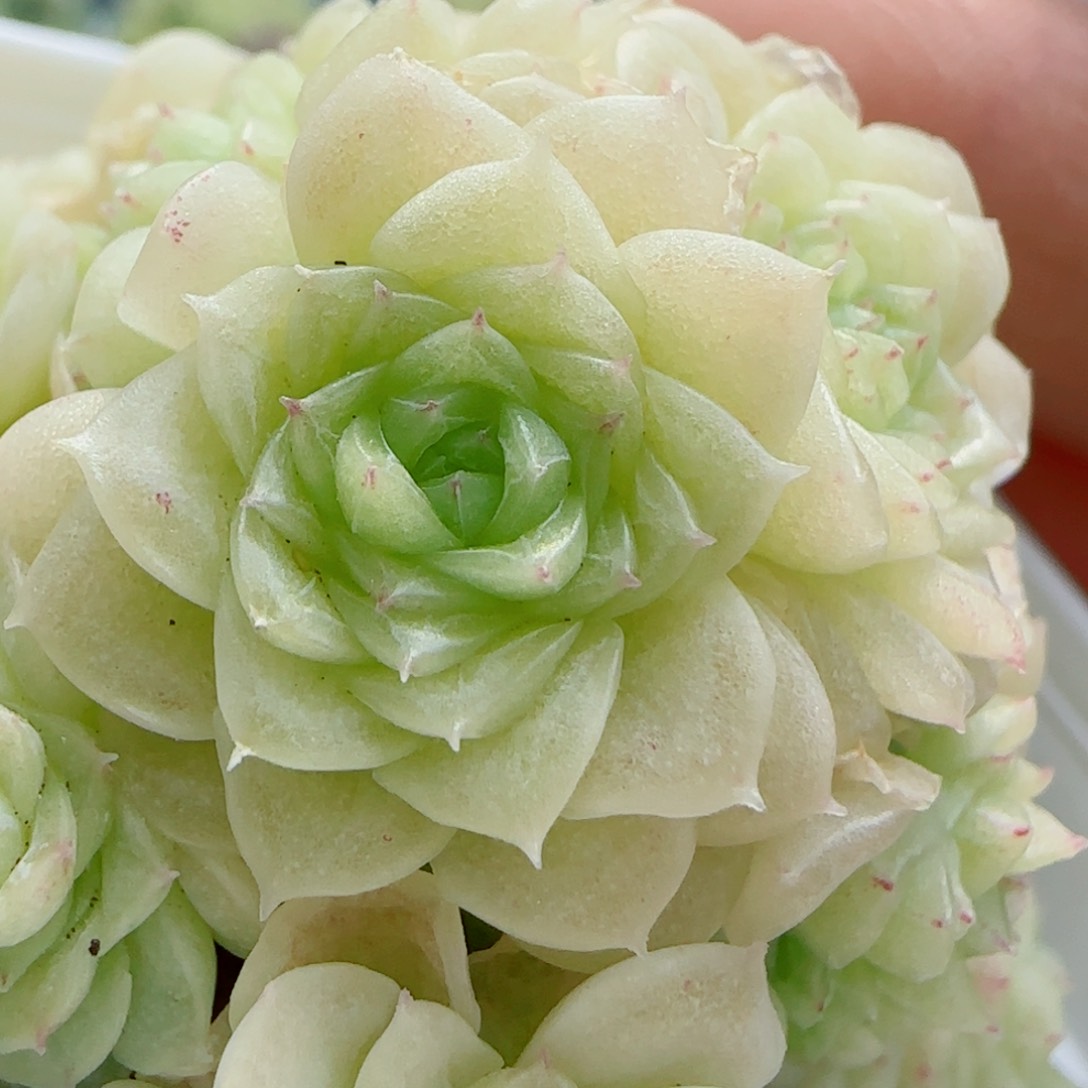 【闪购商品】0414-45优选麦杆