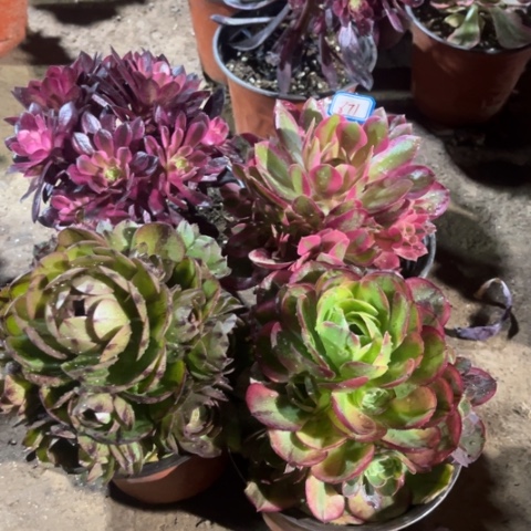 871多肉植物组合