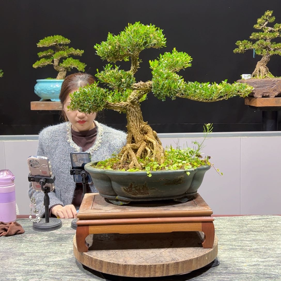 四季常青老桩黄杨盆景