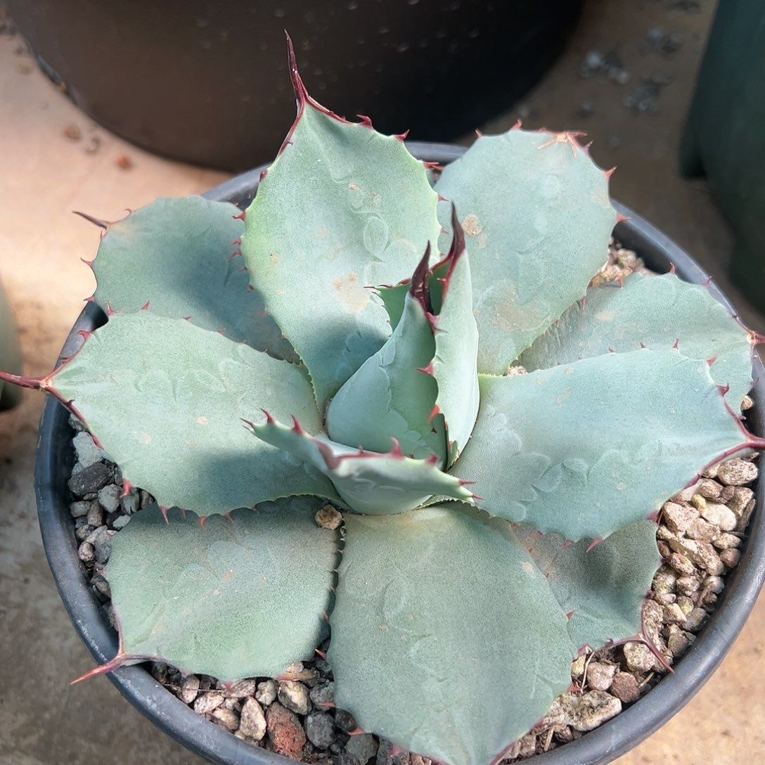 无花朵多肉植物高级灰龙舌兰