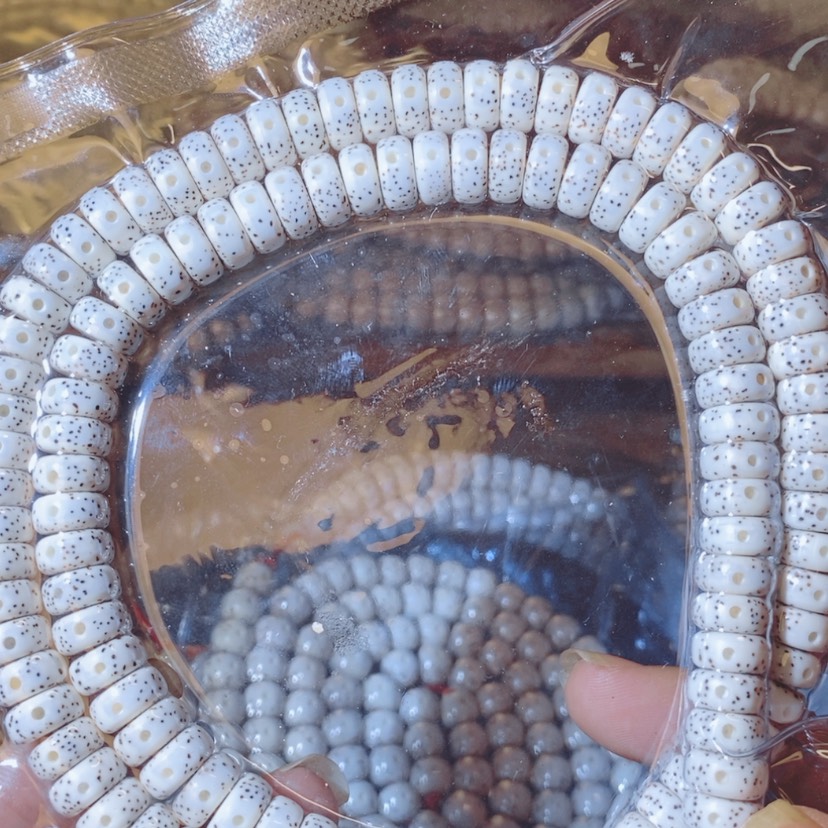 【闪购商品】星月菩提吊坠#***？Ffgggggghhhhhhh