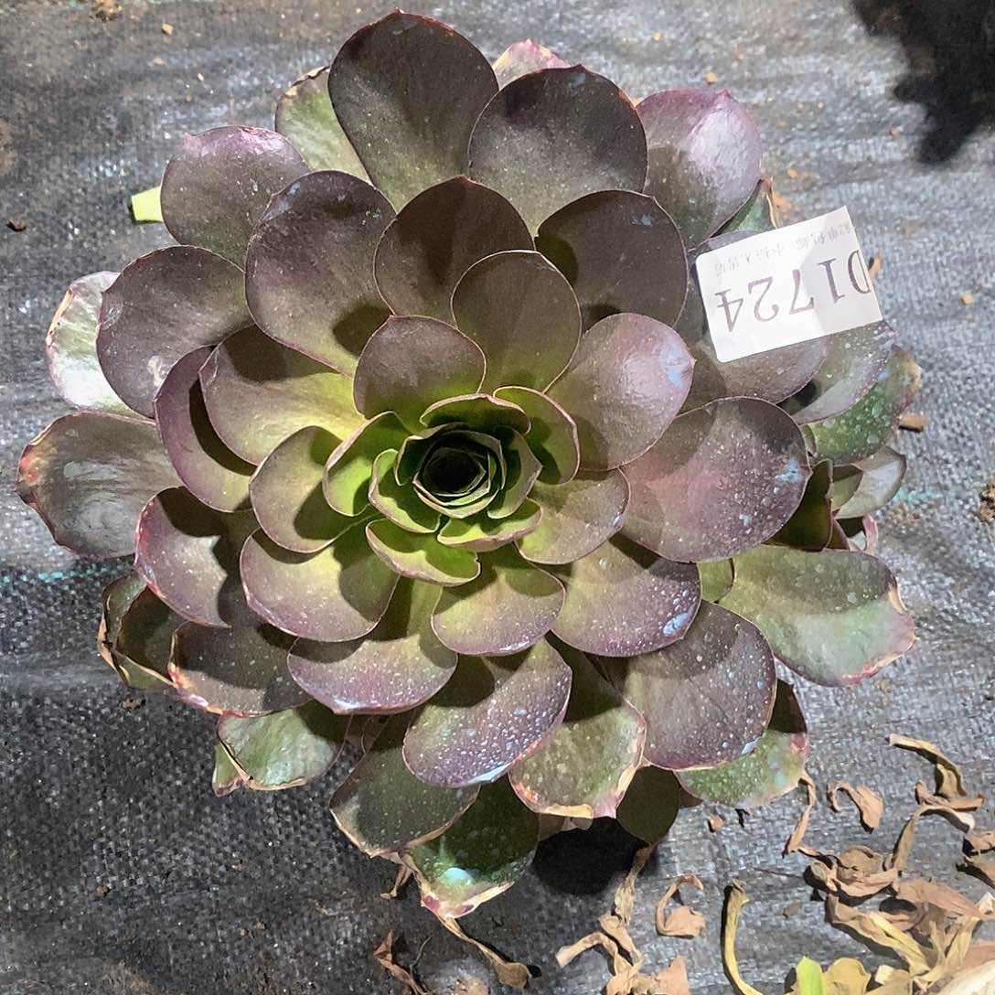 1724魅金玫瑰多肉法师锦