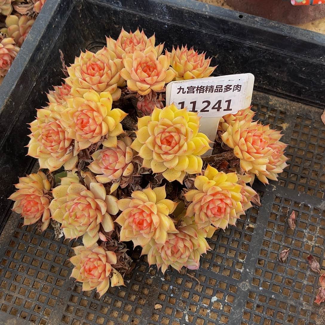 x***z一物一拍11241本吧