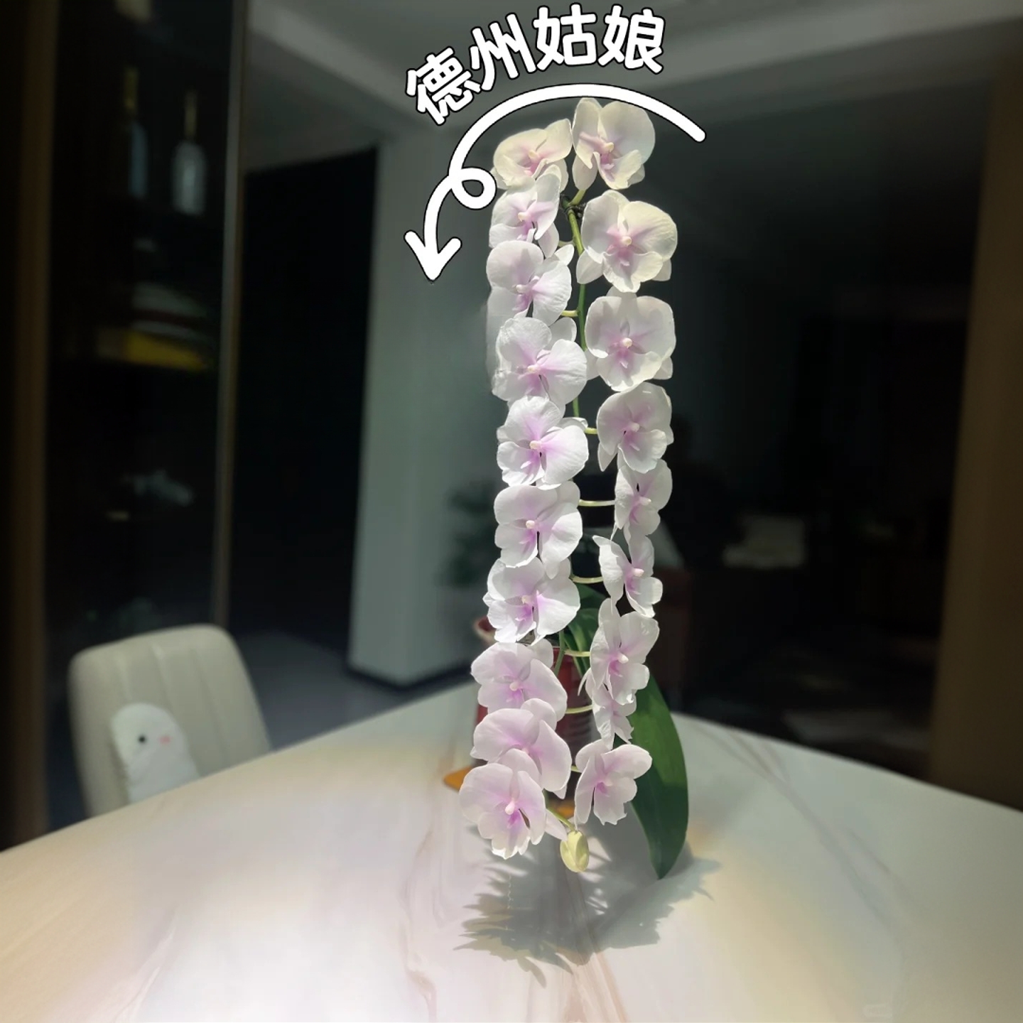 【德州姑娘】白色蝴蝶兰盆栽室内经典云南基地顺丰