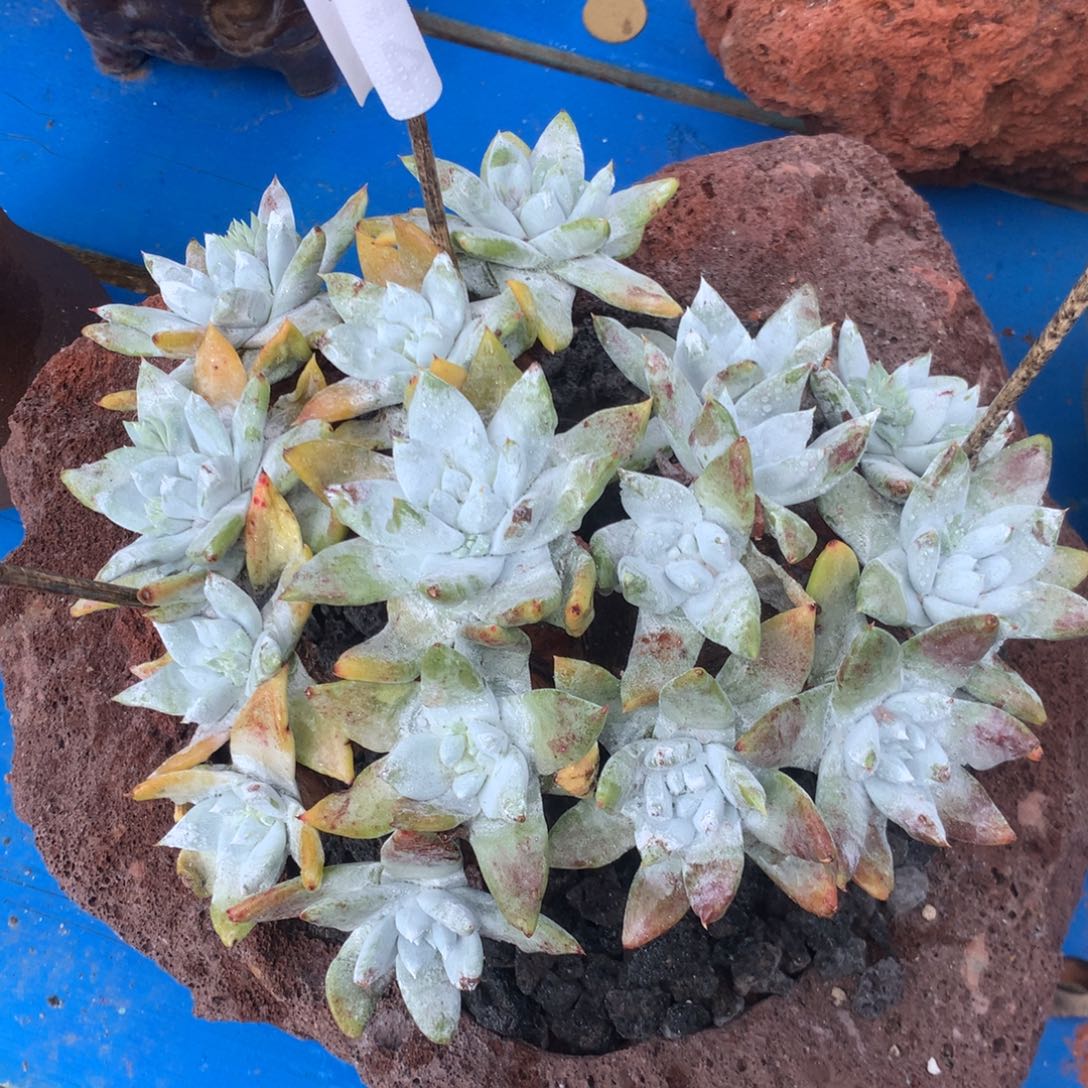 拇指杂，2月8日发货