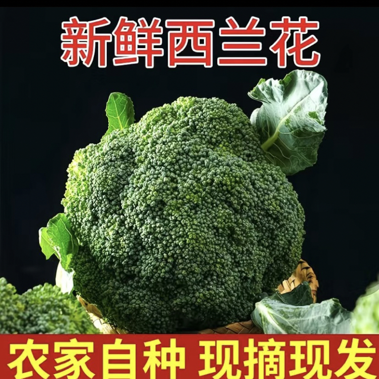 拒绝泡药水 农家肥露天种植霜打新鲜西兰花蔬菜皇后5—10个装营养