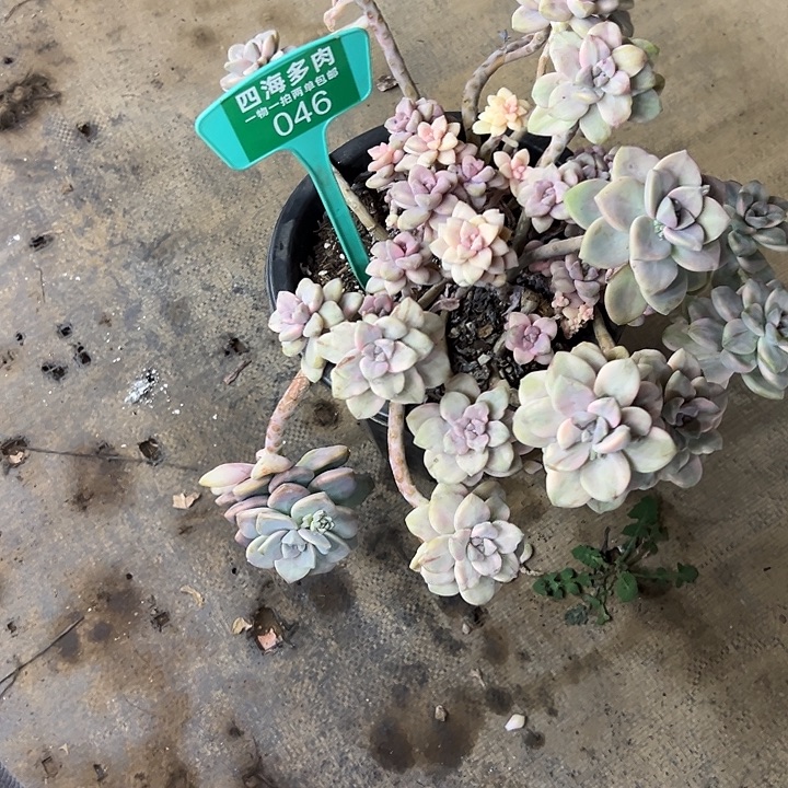 *****美信锦多肉植物046