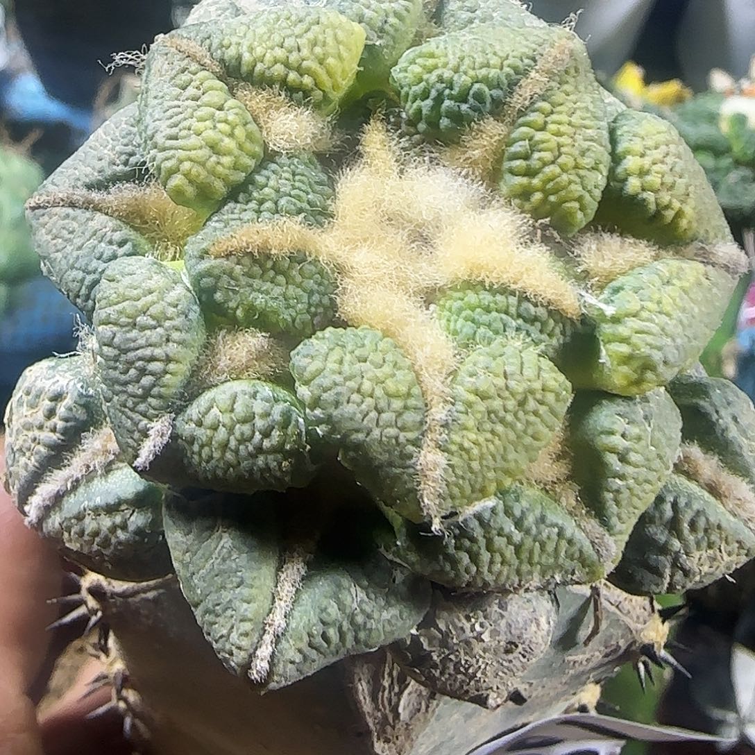 大尤黑锦768仙人球开花啦