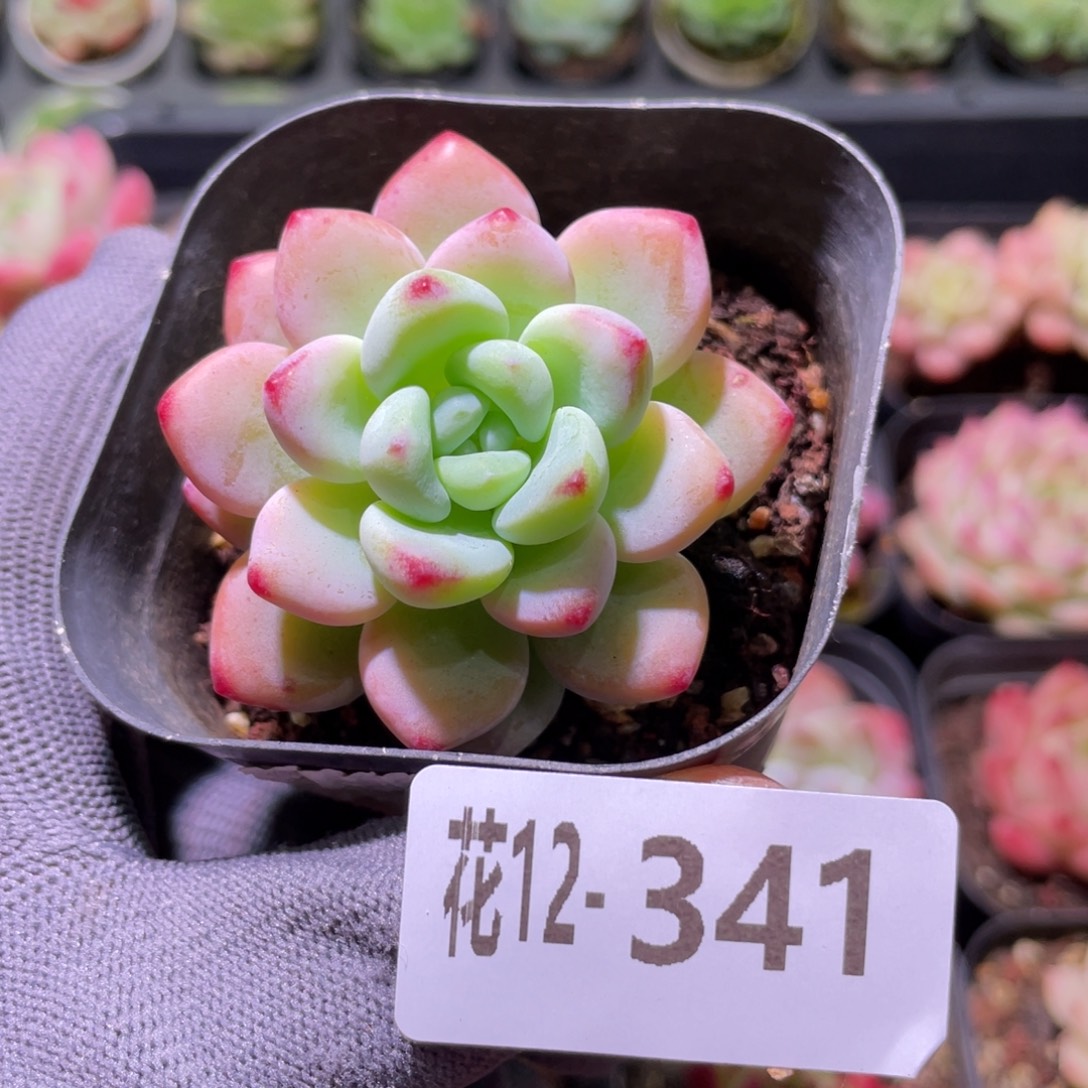 花利美12-341罗琦