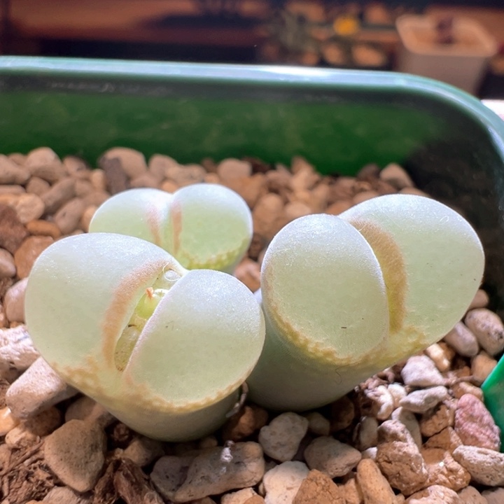 374。 优选六年母本安格尼斯之眼