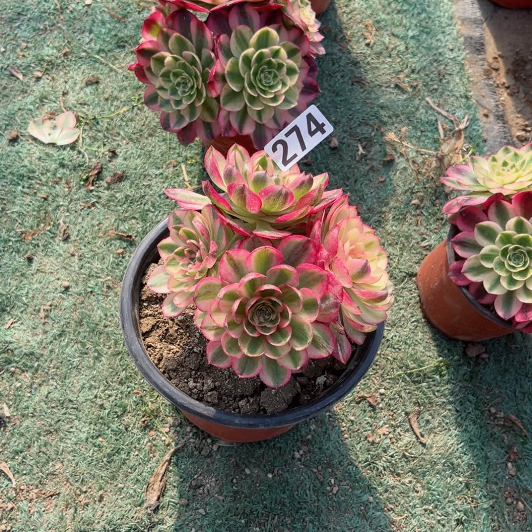 274荔枝法师多肉植物