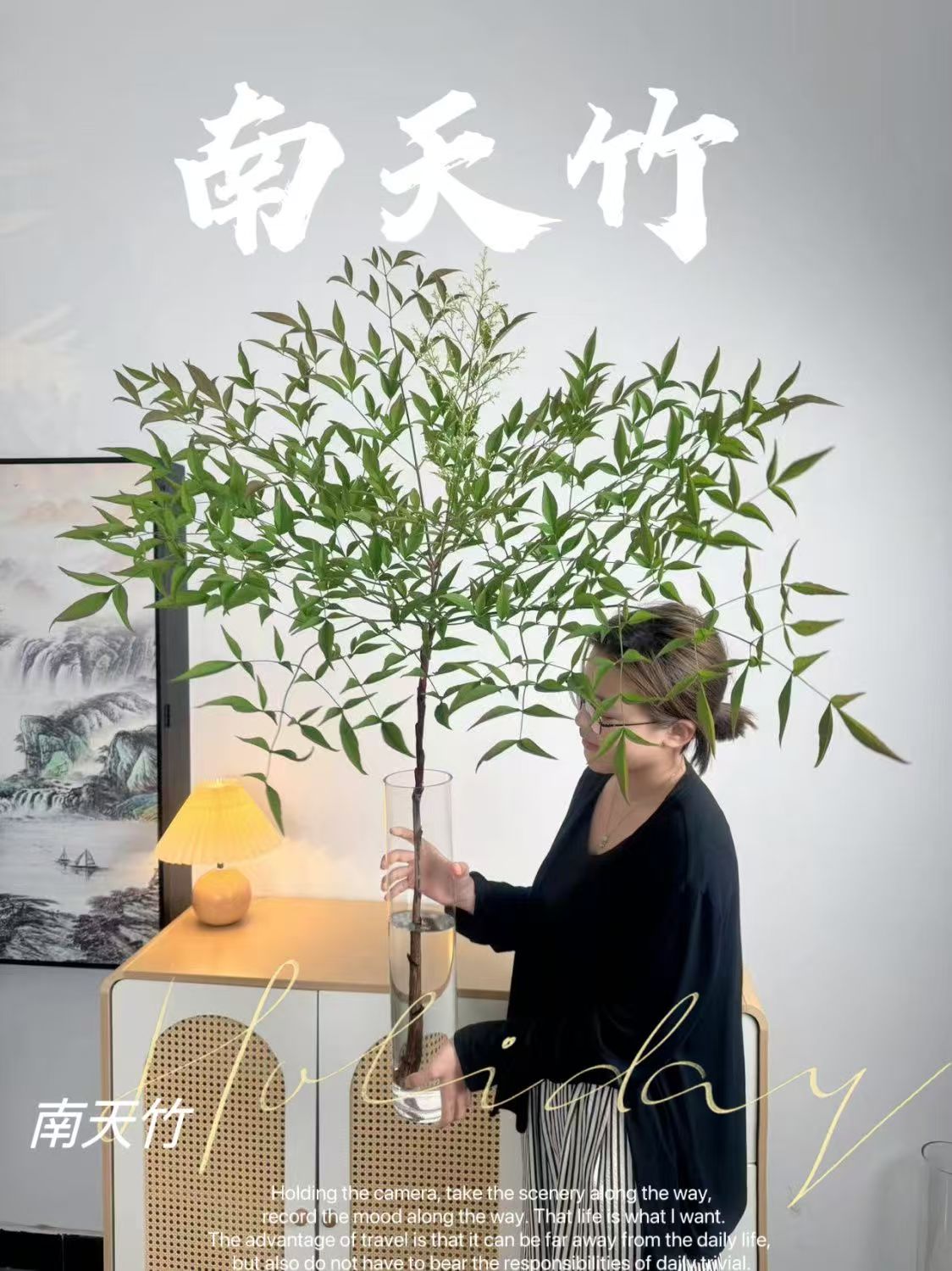 【带根发货】南天竹水培盆栽植物室内客厅好养绿植花卉