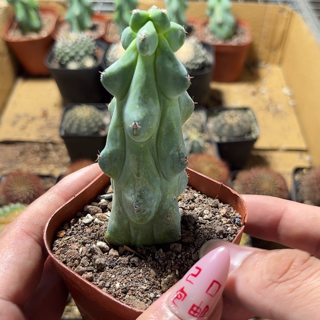 福禄寿单头发货有根