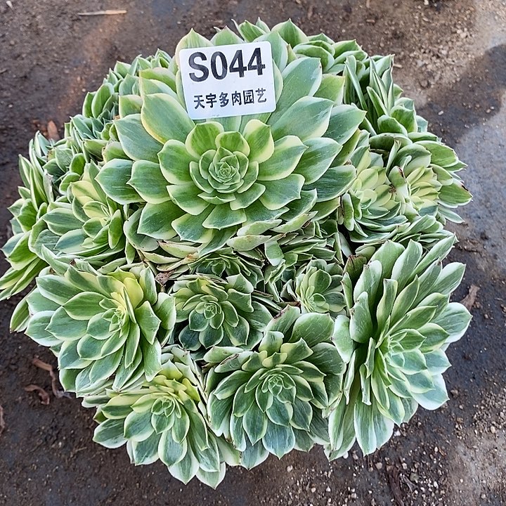 多肉植物伊丽莎白044多肉