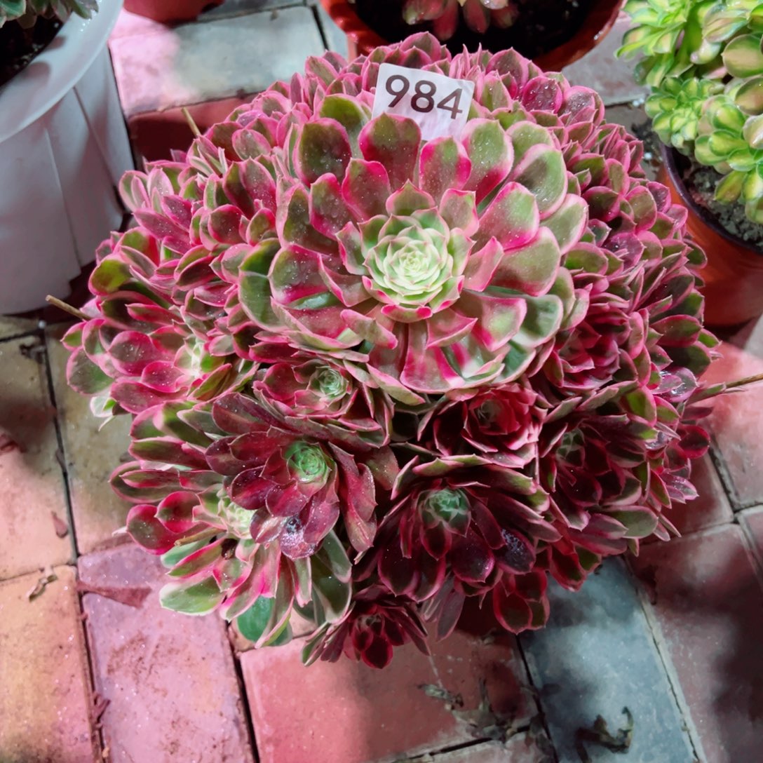 984孔雀翎法师多肉植物