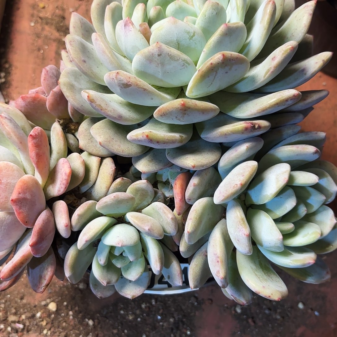 钩子哥福利专场044