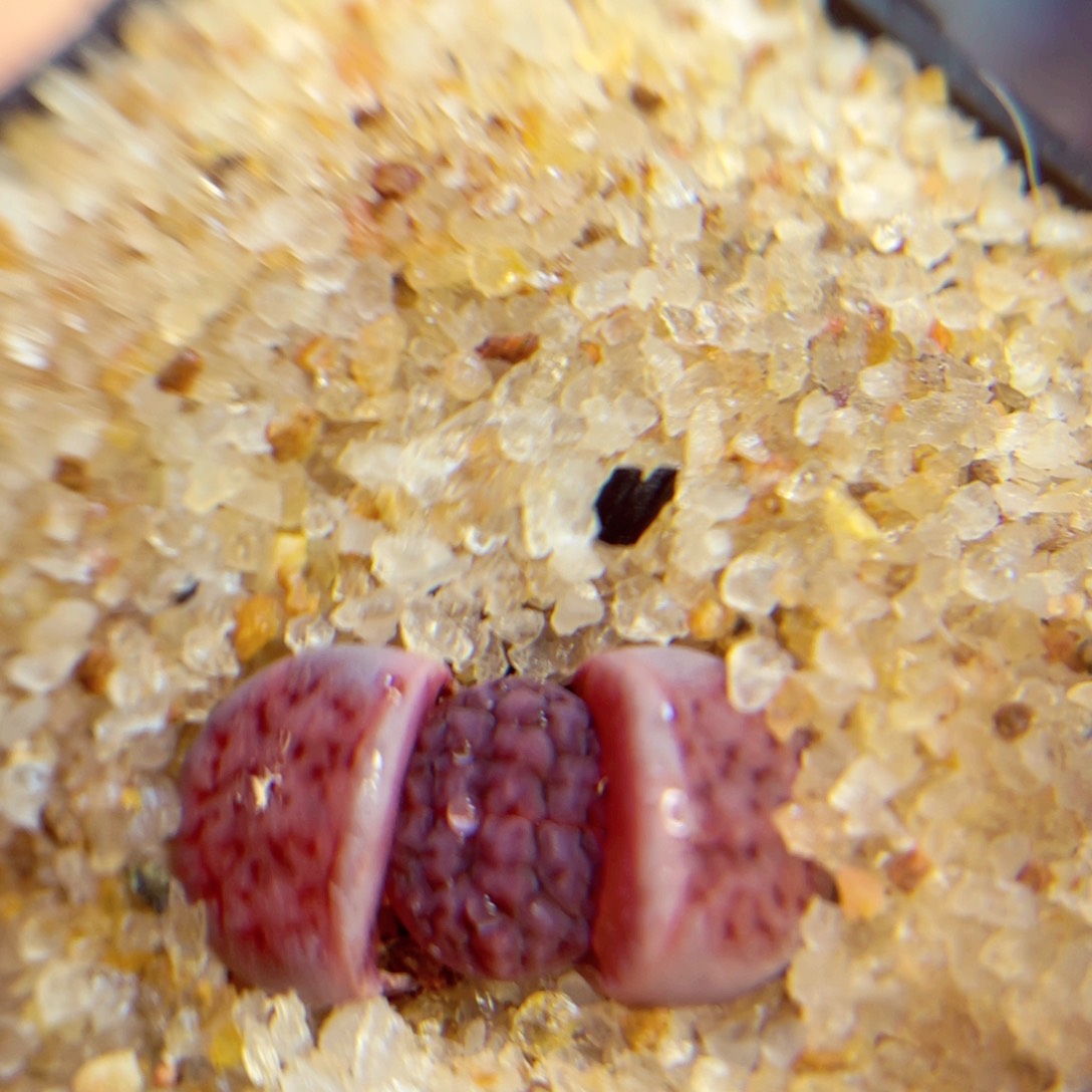 423. 678965578986545684577