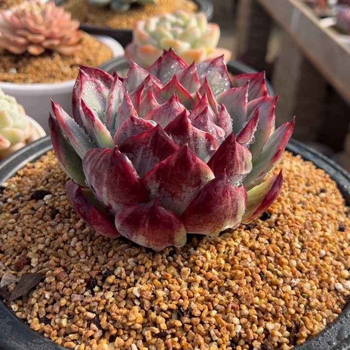 惊鸿仙子 夏鸣园艺