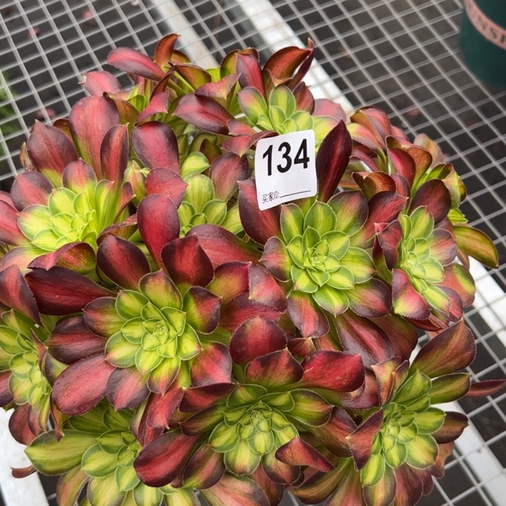 134韶华30厘米左右