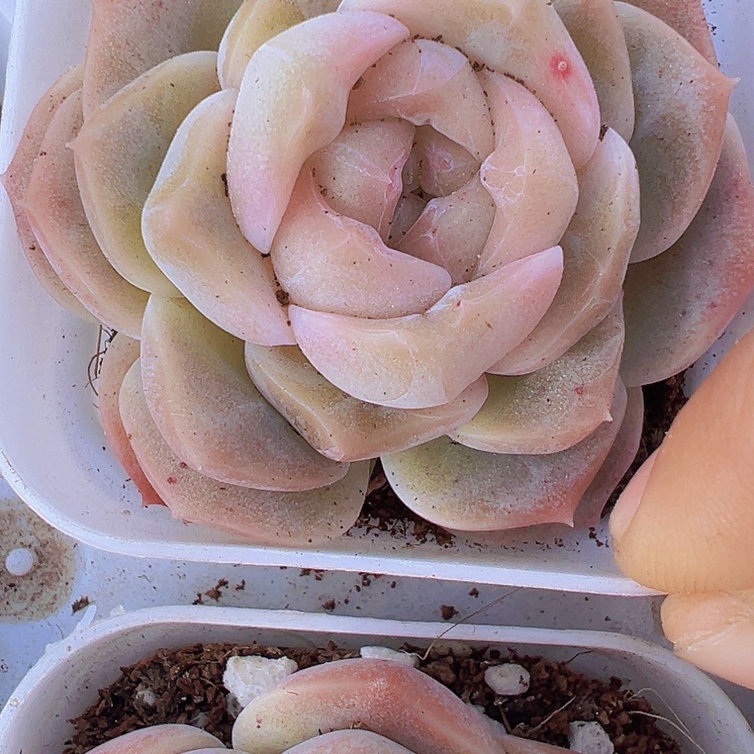 良辰19包邮多肉植物