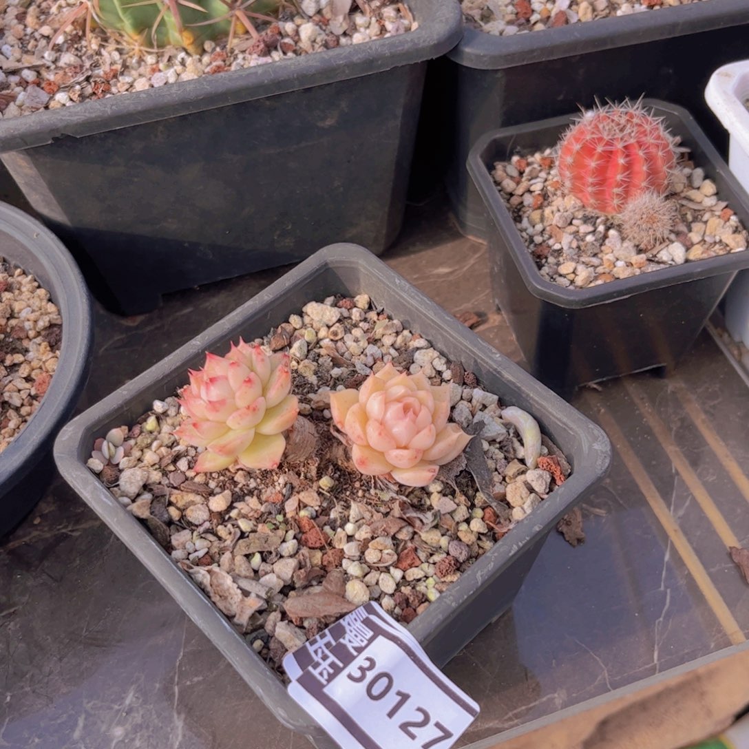 不知名多肉植物30127