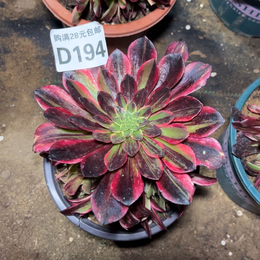 194多肉植物莫兰迪