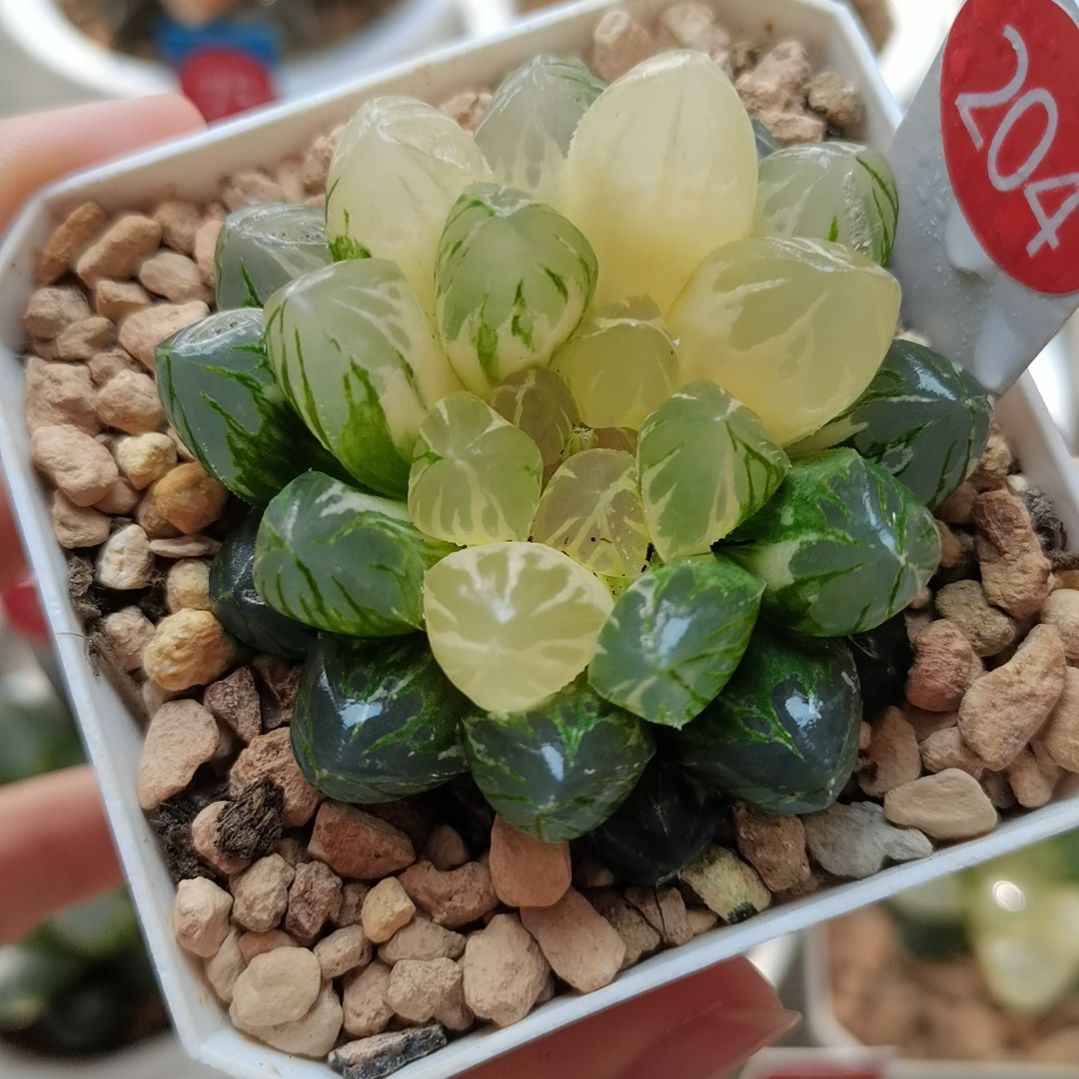 204号紫王玉露锦一物一拍带盆土发货