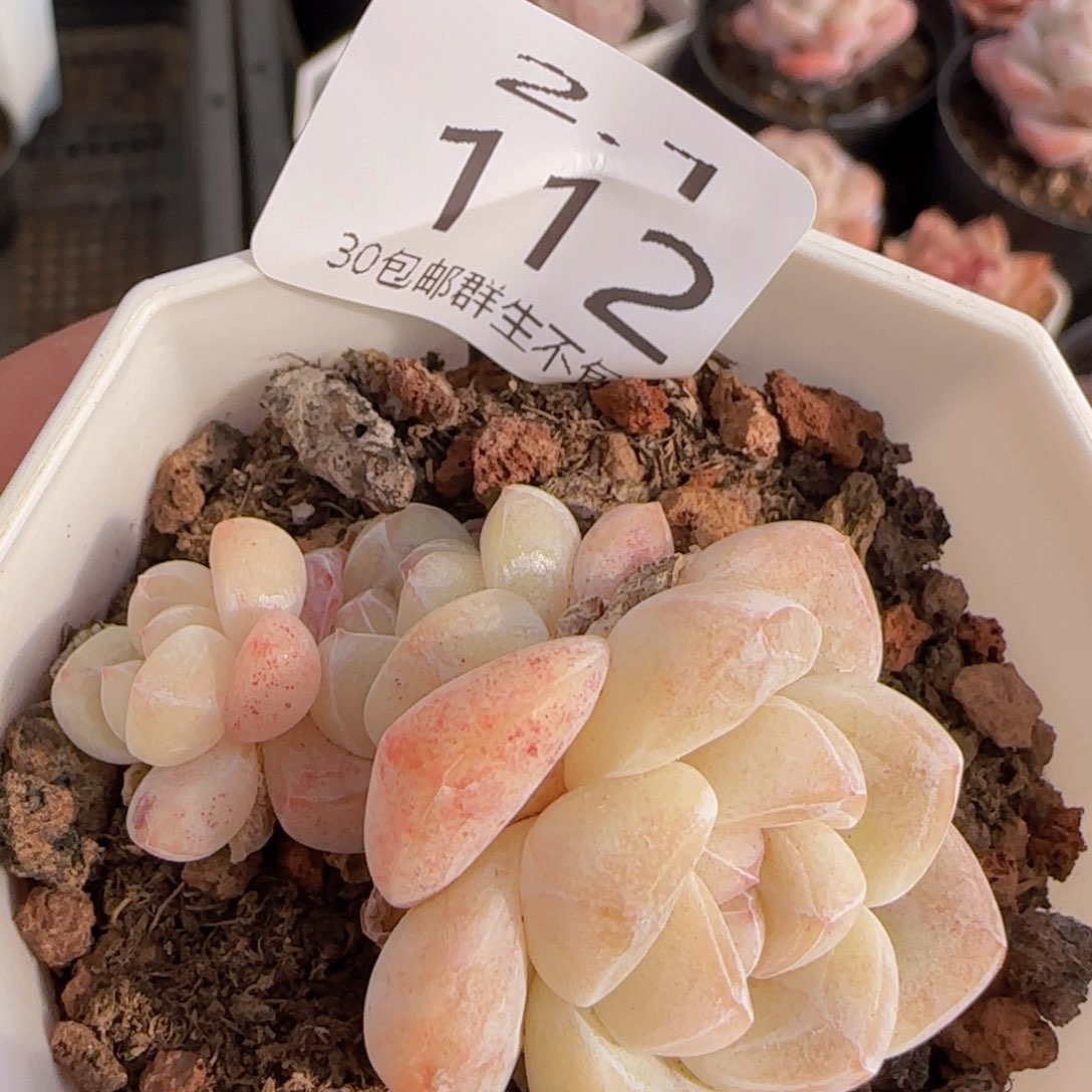 三头冰玉一颗脱土发货