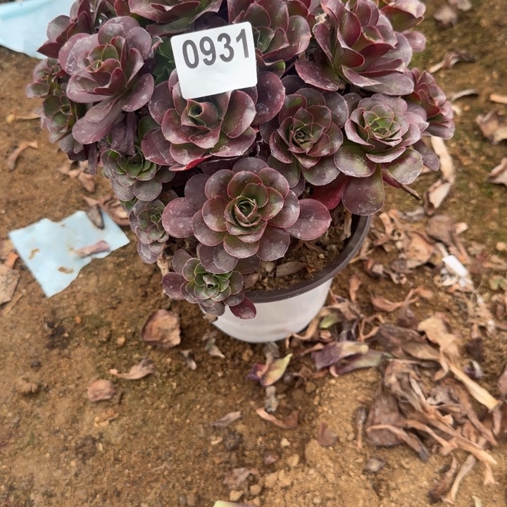 931魅金玫瑰清棚处理不包断枝