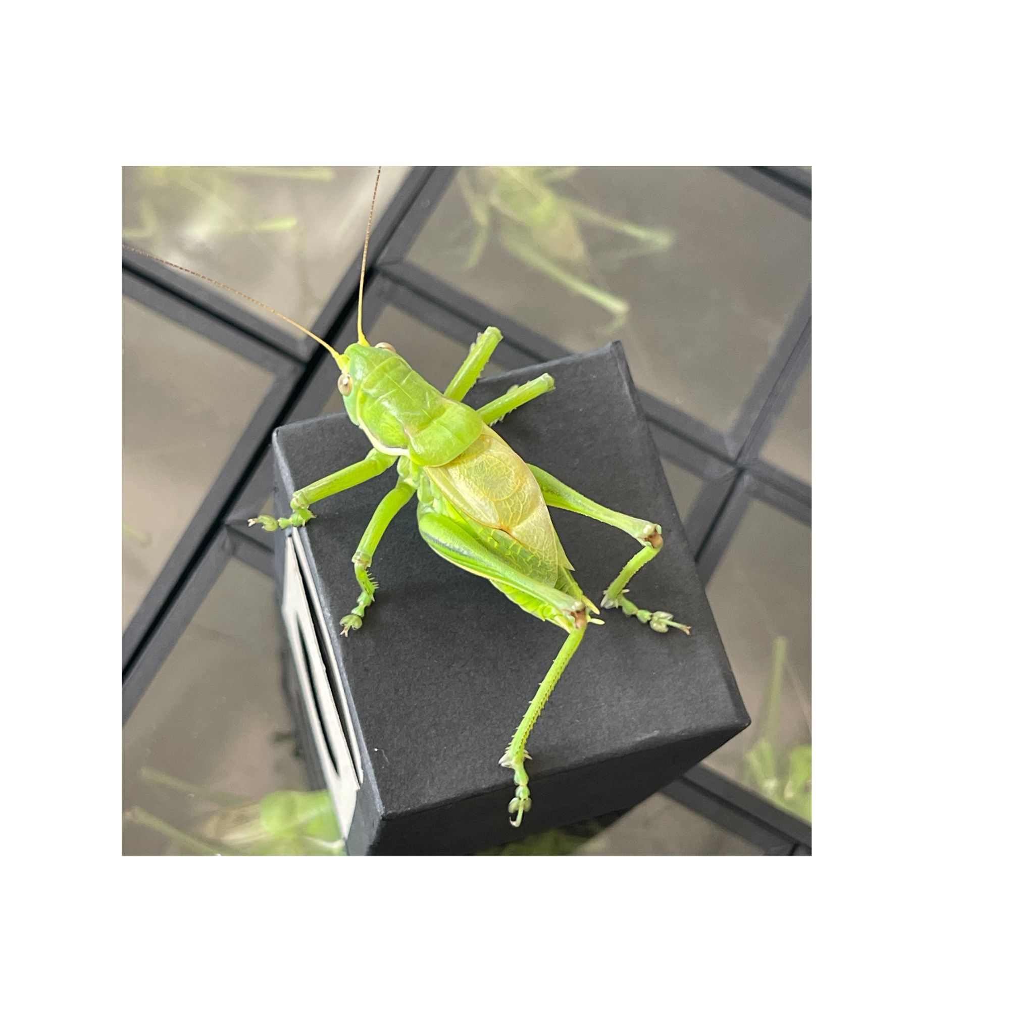 天津翡翠绿蝈蝈鸣虫冬虫寒冬里的那抹绿蟋蟀