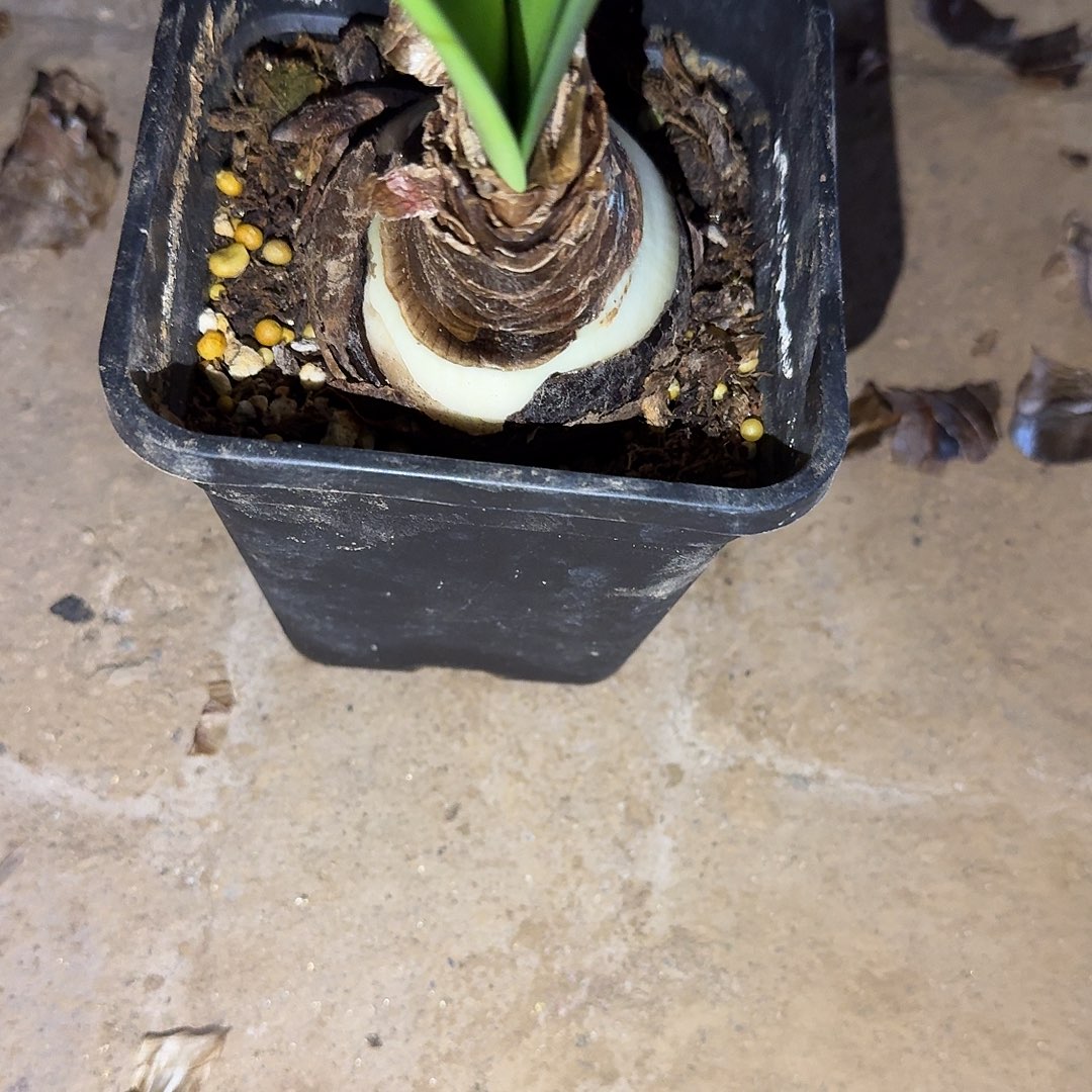 达芙妮6厘米带盆一棵