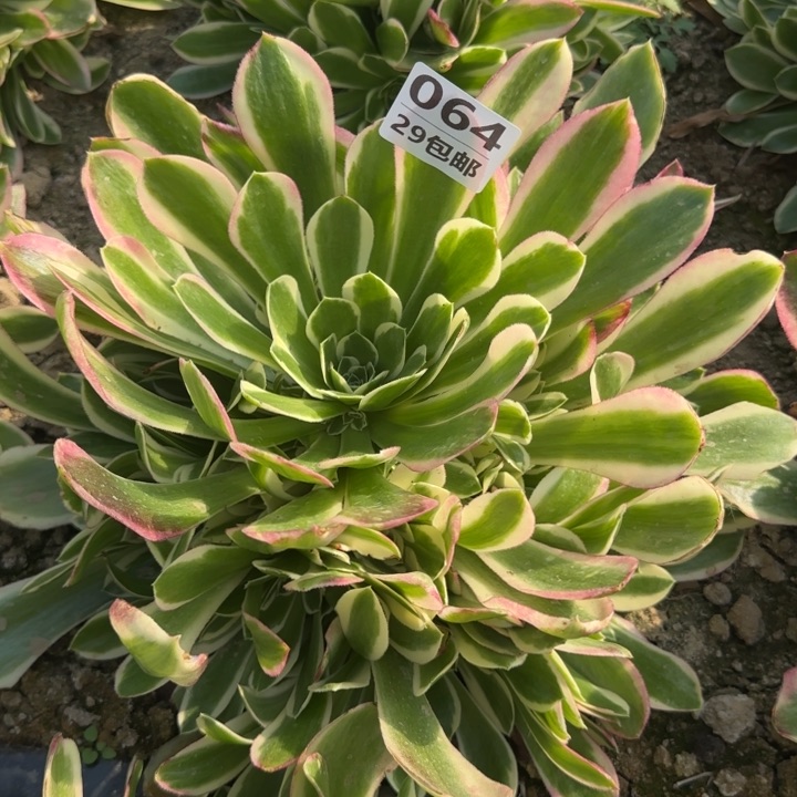 白凤……多肉植物的生长