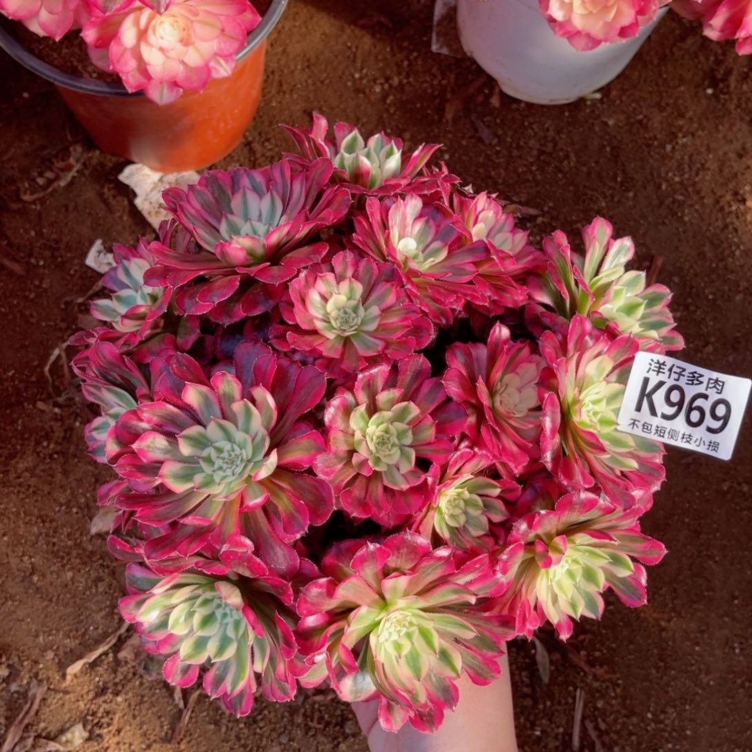 969红彤白 冠幅20左右