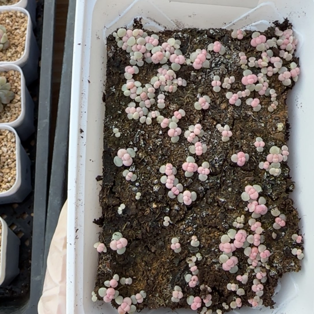 是***吖368 号王者系列珍妮一盒