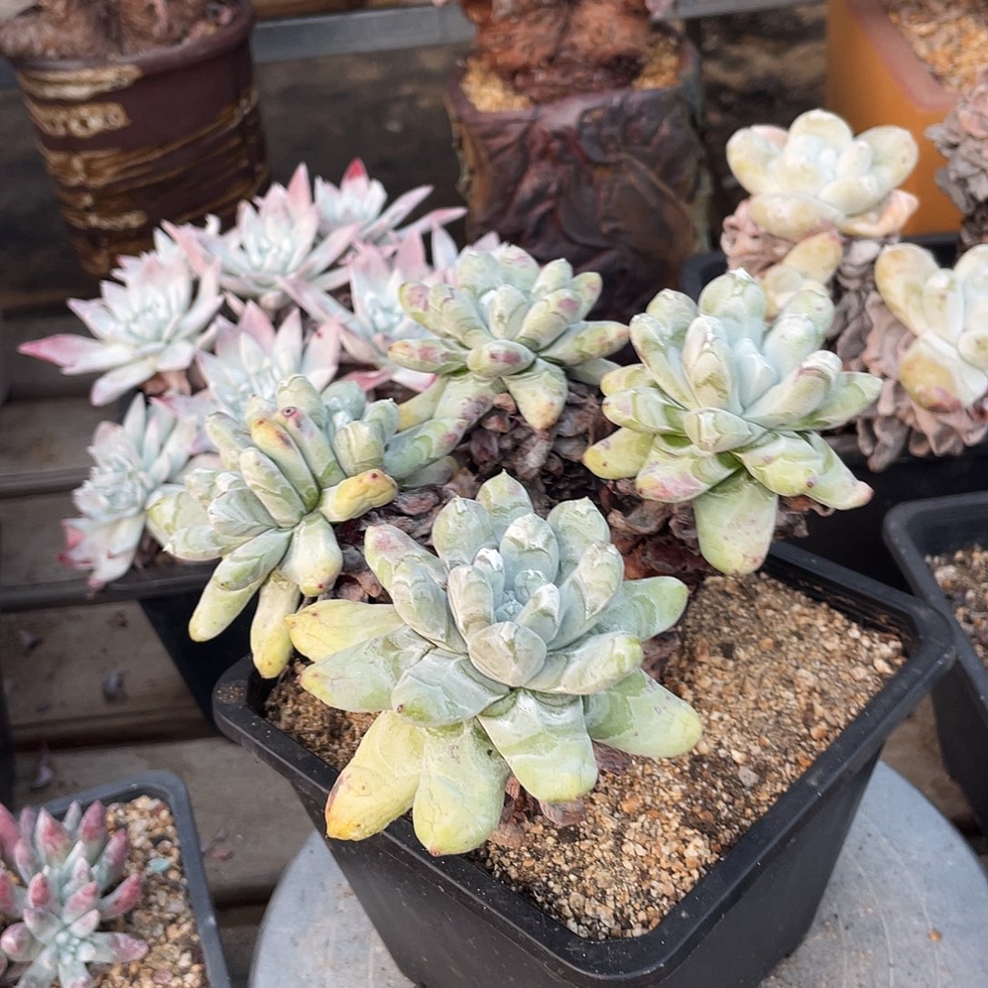 拇指帕奇飞图仙女杯