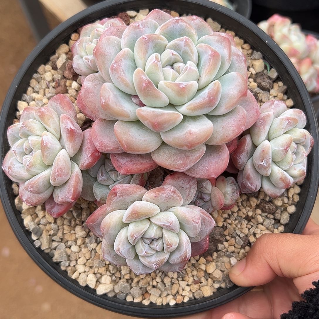 8头粗腿老桩无砍哈哈