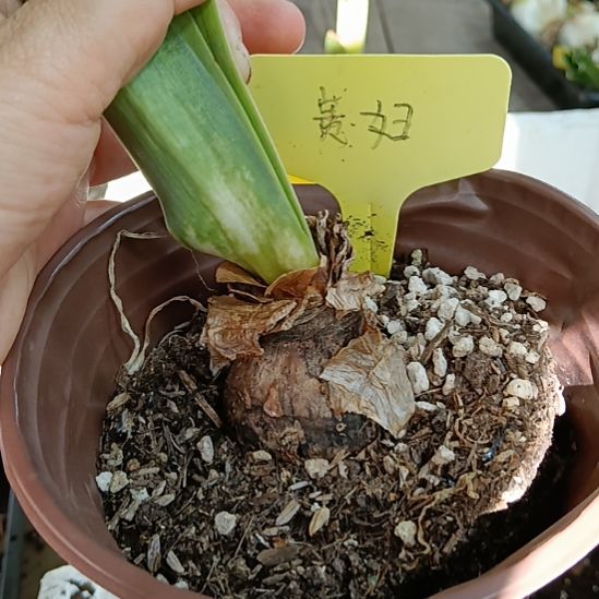 无花朵贵妇4+发一个