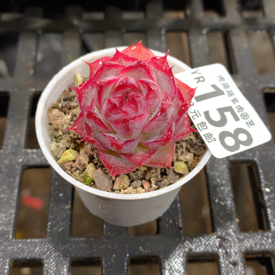 肉萌萌拇指盆精控多肉YR158