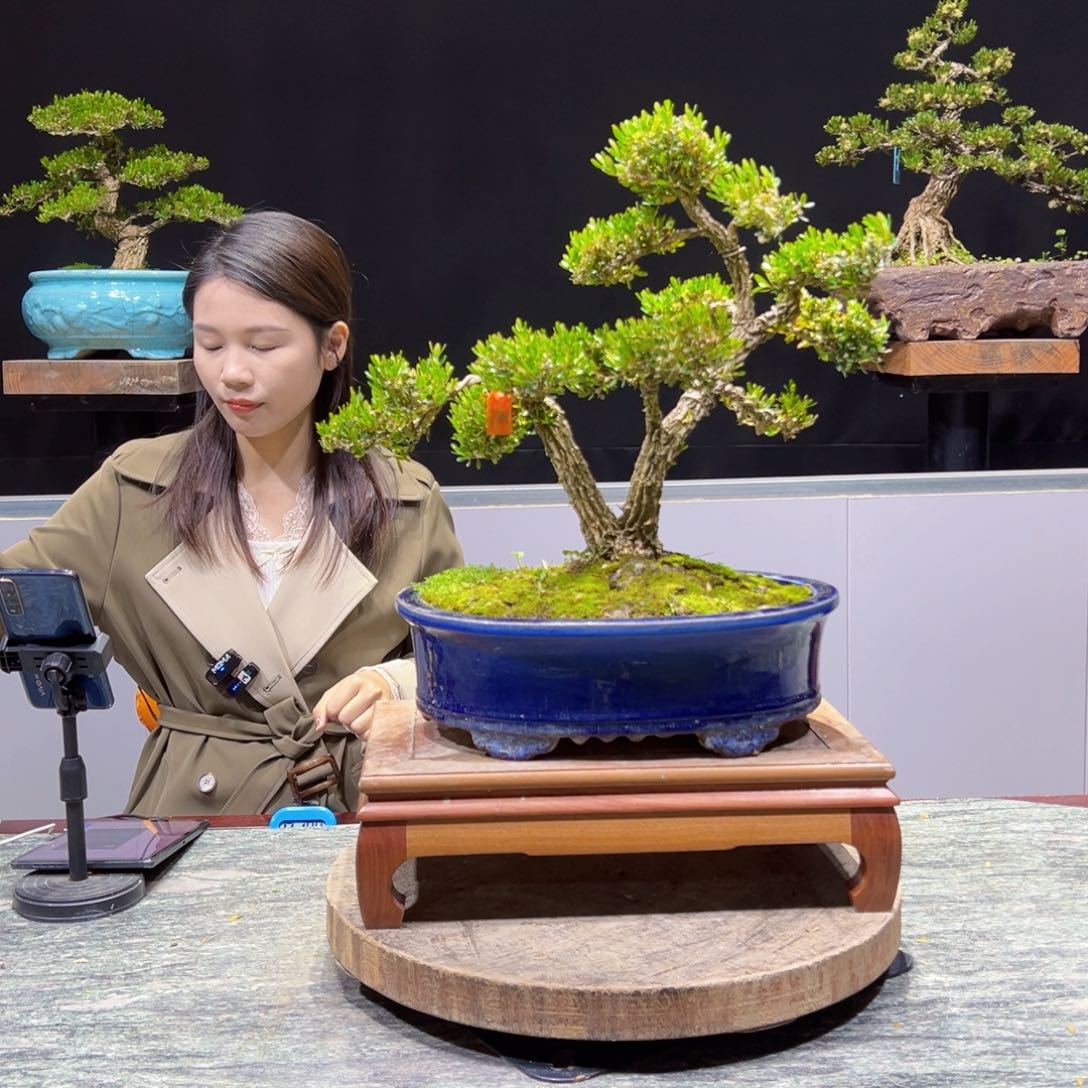 黄杨盆景老桩四季长青