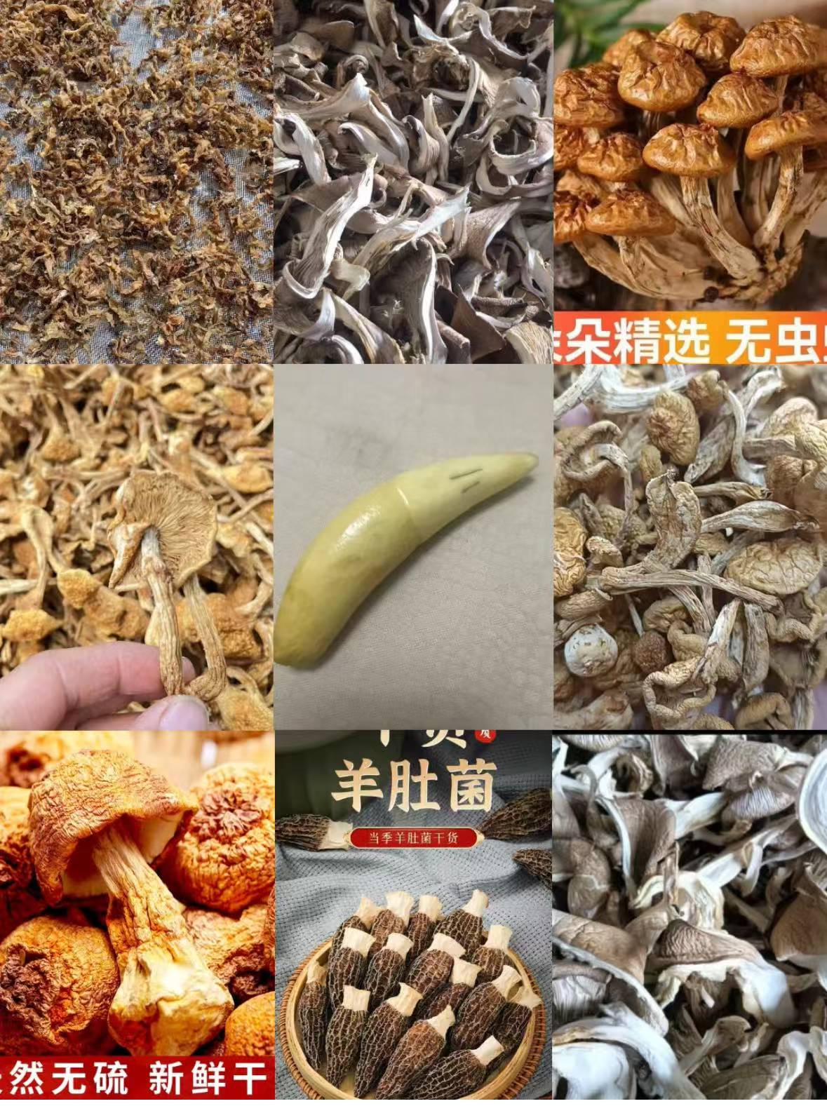 FD37- 【芽】高端品质   香菇菌子   现收山货