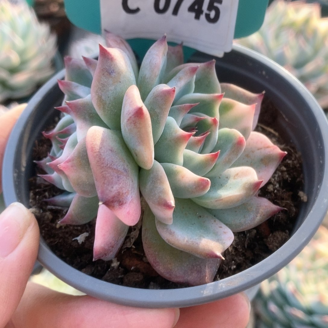 745锦锦锦锦锦锦锦